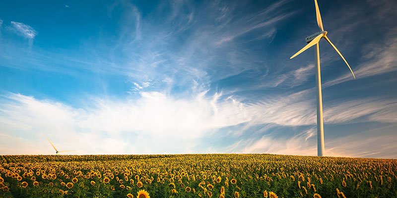 sunflowers field and wind blade